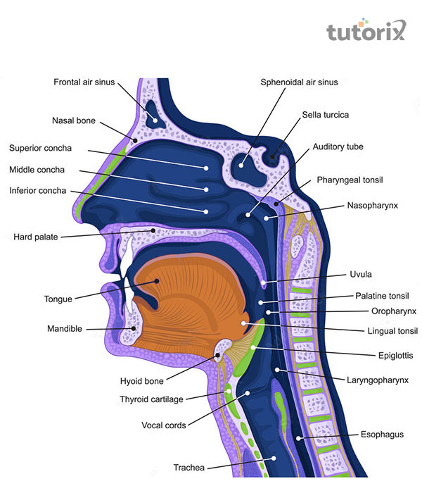 The Human Voice How Do Humans Create Sound With Their Vocal Cord