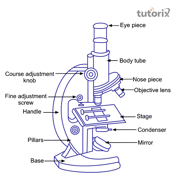 3.a. Using a Compound Microscope The human eye cannot ...