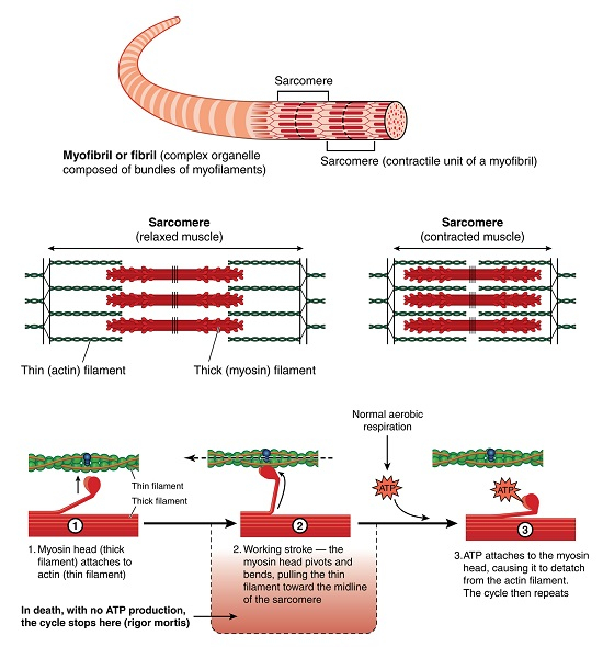 Muscle Contraction Proteins