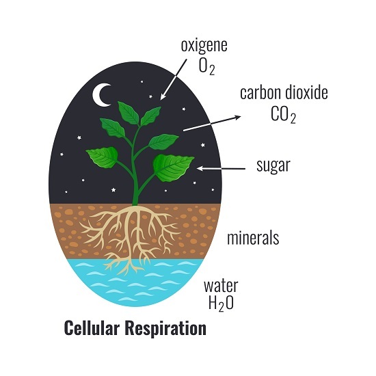Plant Respiration