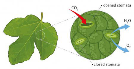 A student ids observing a temporary mount of a leaf peel under a  microscope Draw labelled diagram of the structure of stomata as seen under  the microscope