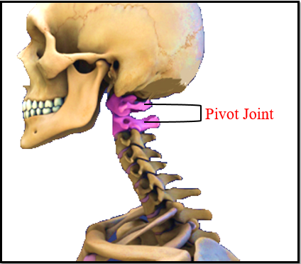 What is Pivot Joint What type of movement pivotal - Tutorix