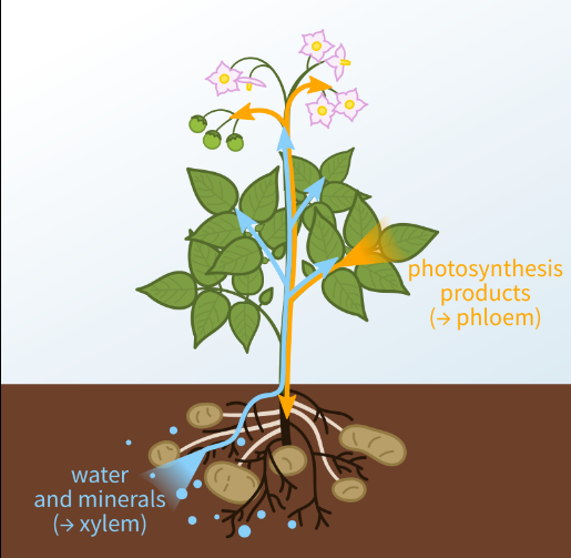 What is translocation How it take place in the pla Tutorix