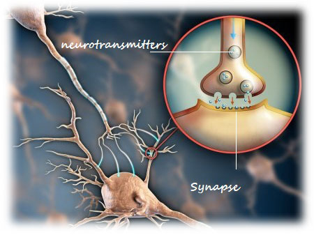 What happens at synapse between two neurons - Tutorix