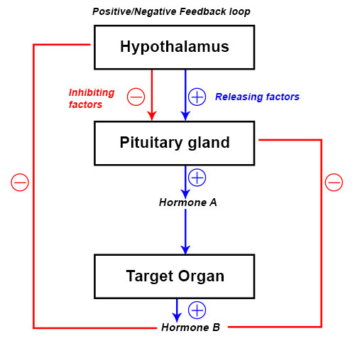 how-does-our-body-maintain-blood-sugar-level-tutorix