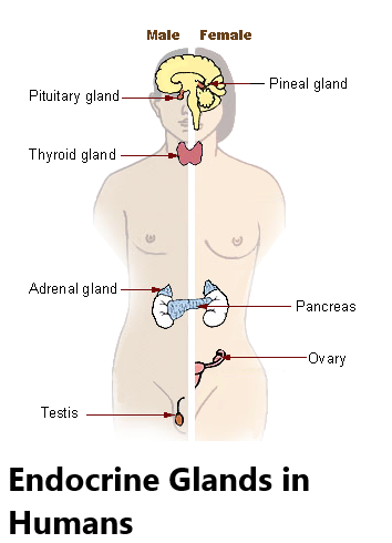 hormones secreted by adrenal gland hormones secreted by adrenal gland