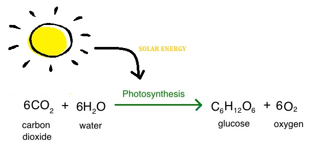 Photosynthesis exothermic is endothermic or Why is
