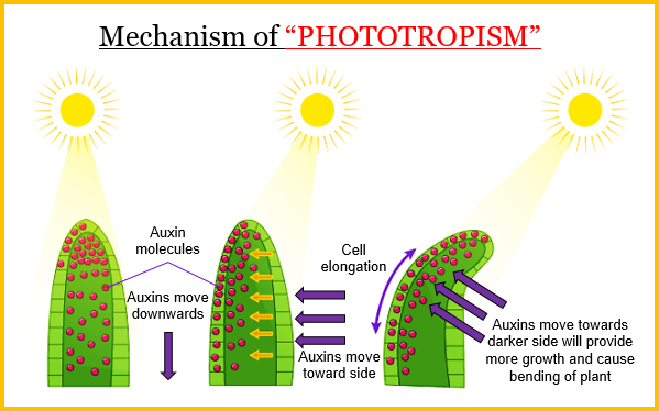 a Define phototropism Give one example of phototro - Tutorix