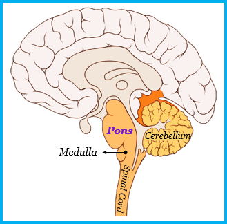 the part of human brain which controls involuntary actions