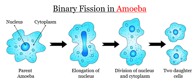 fragmentation and binary fission definition biology fragmentation and binary fission definition biology
