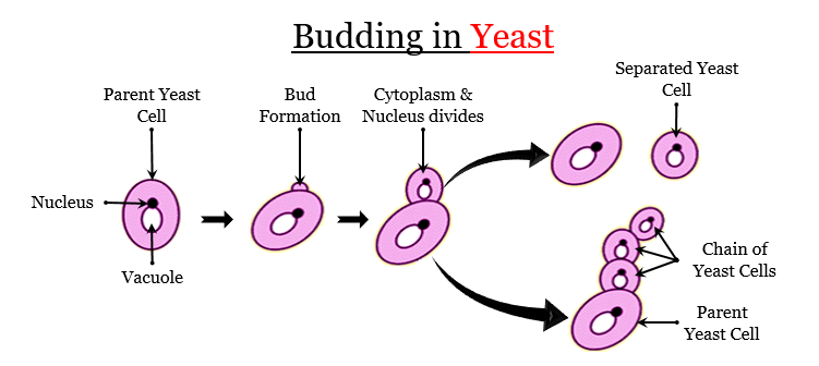 Asexual Reproduction Through Budding Takes Place I Tutorix