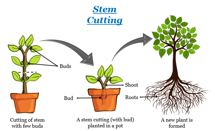 Plant Propagation From Cuttings