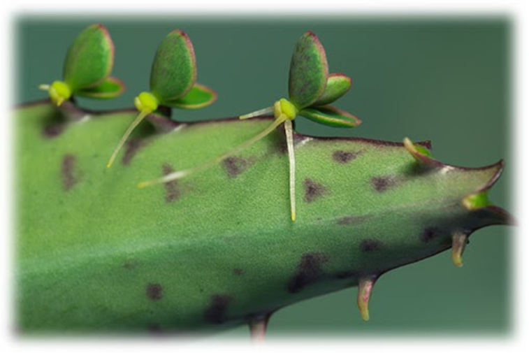 a Explain how new Bryophyllum plants can be produc Tutorix