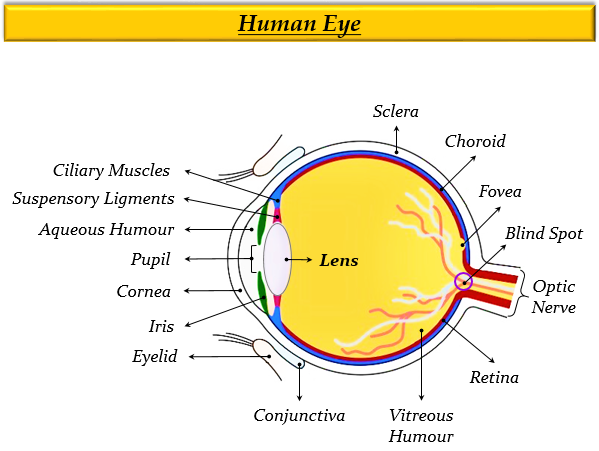 write the function of eye lens class 8