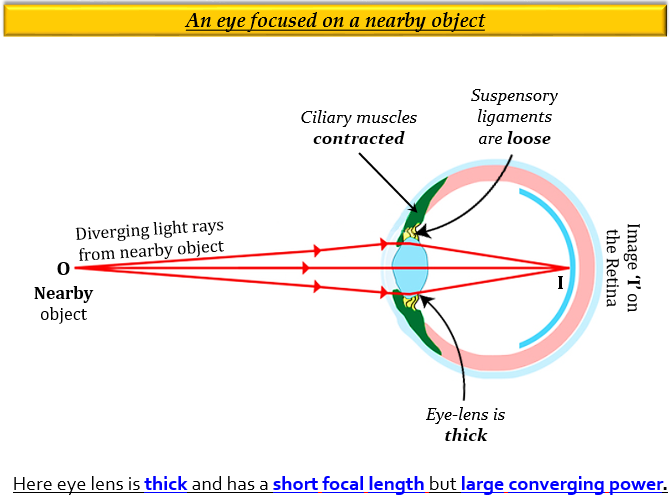 The Human Eye Possesses The Power Of Accommodation Tutorix the-human-eye-possesses-the-power-of-accommodation-tutorix