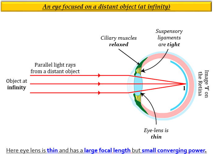 The human eye possesses the power of Tutorix