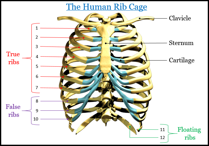 Chart For Ribs