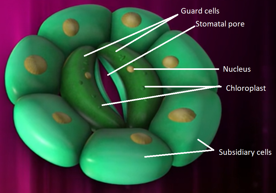 Diagram showing structure of stomata  Stock Illustration 59543949  PIXTA