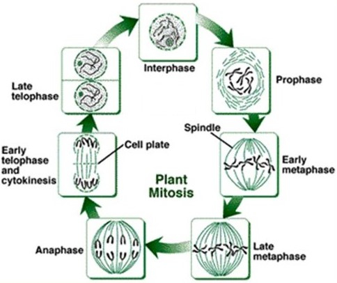 mitosis in plants cell