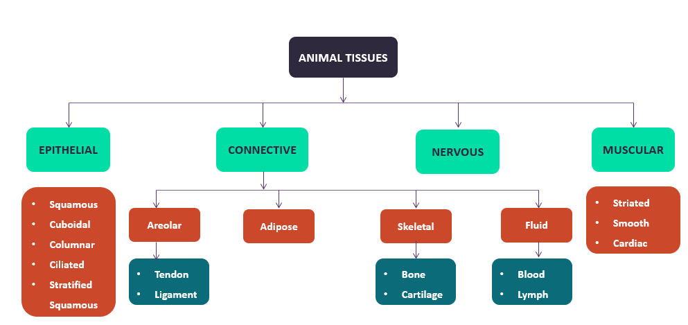 Draw Flow Chart In D3 : Draw a flow chart on types of animal tissue