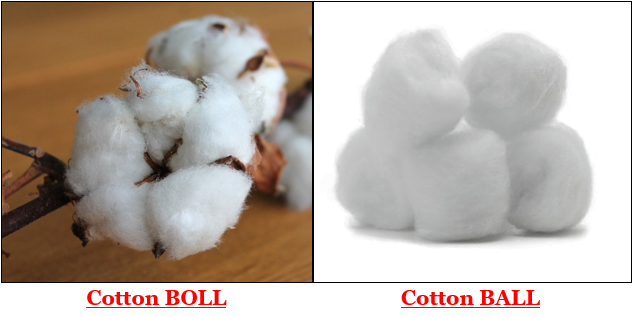 Why Do We Call Cotton Bolls Instead Of Cotton Ball Tutorix