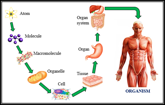 What Is The Difference Between Cell And Atom Tutorix what-is-the-difference-between-cell-and-atom-tutorix